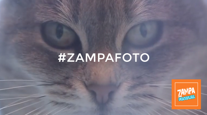 #Zampafoto