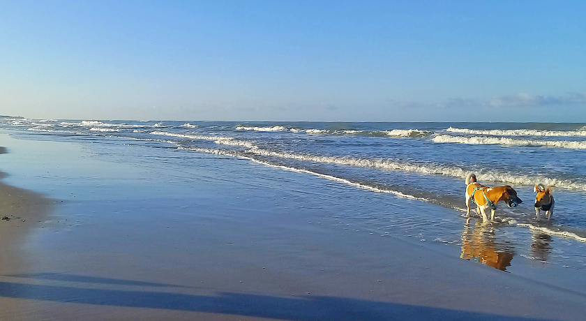 Dog Friendly Sea House