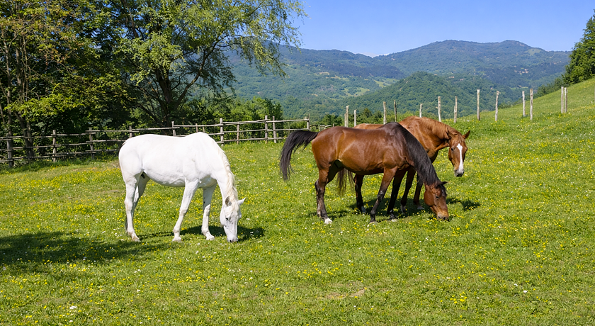 Mogginano Agriturismo Biologico