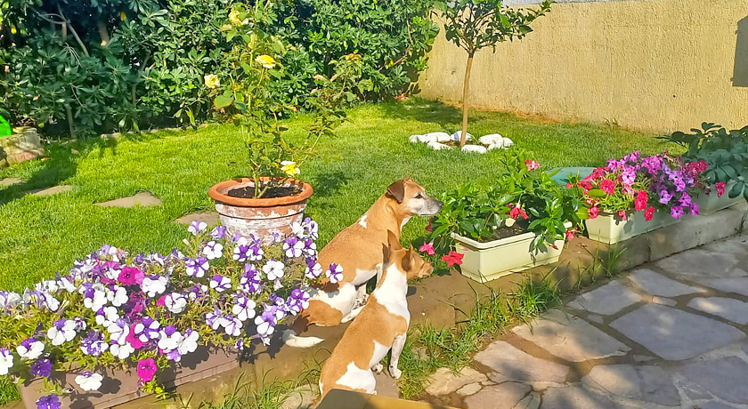 Dog Friendly Sea House