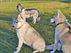 Agriturismo Il Cucciolo