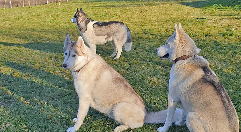 Agriturismo Il Cucciolo