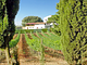 Agriturismo Tesorino