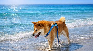 GHouse Rimini Spiaggia