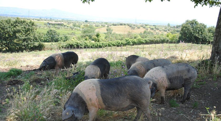 Agriturismo Tenuta Serpepe