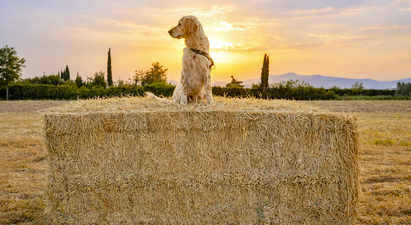 Agriturismo Corte degli Angeli