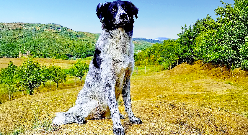 Agriturismo Il Cucciolo