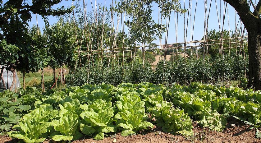 Azienda Agrituristica Cluana 