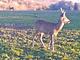 Tenuta San Lodovico (Glamping)