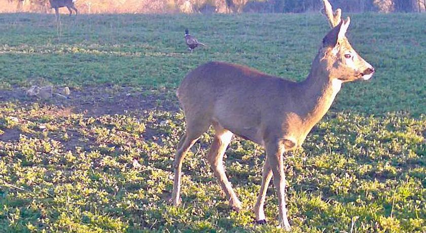 Tenuta San Lodovico (Glamping)