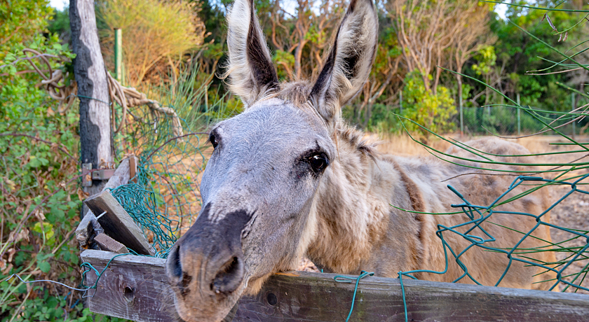 Agriturismo Amandolo