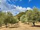 Tenuta San Lodovico (Glamping)