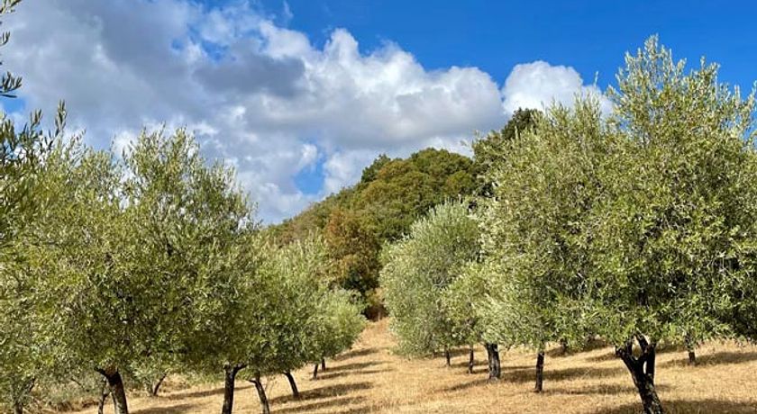 Tenuta San Lodovico (Glamping)