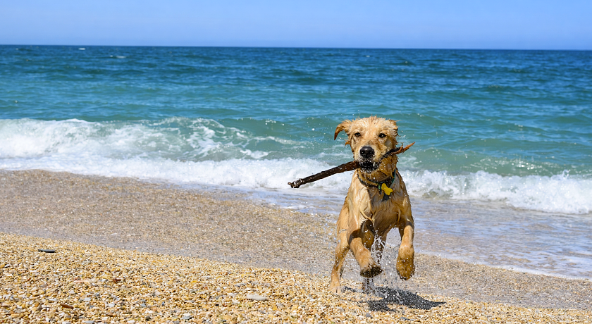 Tra gli ulivi e la Riviera del Conero