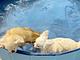CasaBella 22 bed and breakfast- wellness for human and dogs