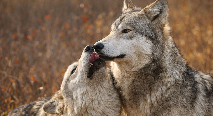 La Nuova Locanda delle Pulci