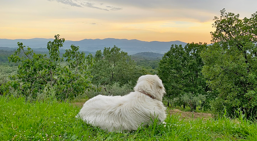 Fattoria Montalbano