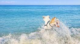 Pet Family Camping Cortina