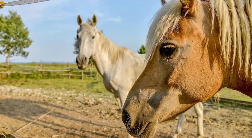 Casa di Campagna in Toscana di Corsi Rossella
