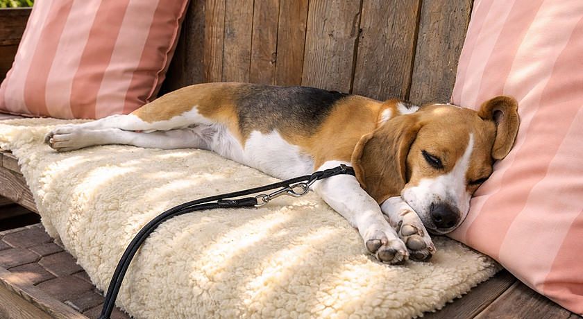 alpine touring hotel