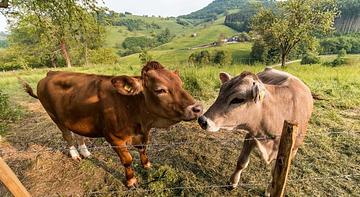 Agriturismo Valle Bianca Asiago 