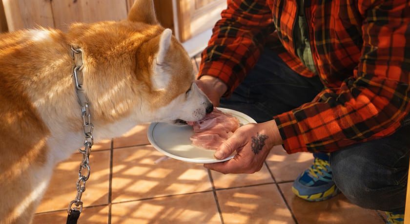 alpine touring hotel