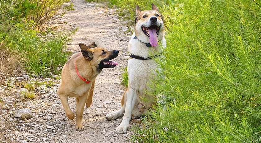 Agriturismo Amandolo