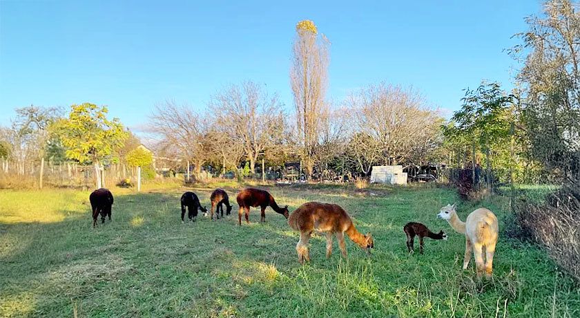 Agriturismo il Podere Vedelago