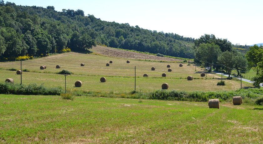 FATTORIA IL SANTO