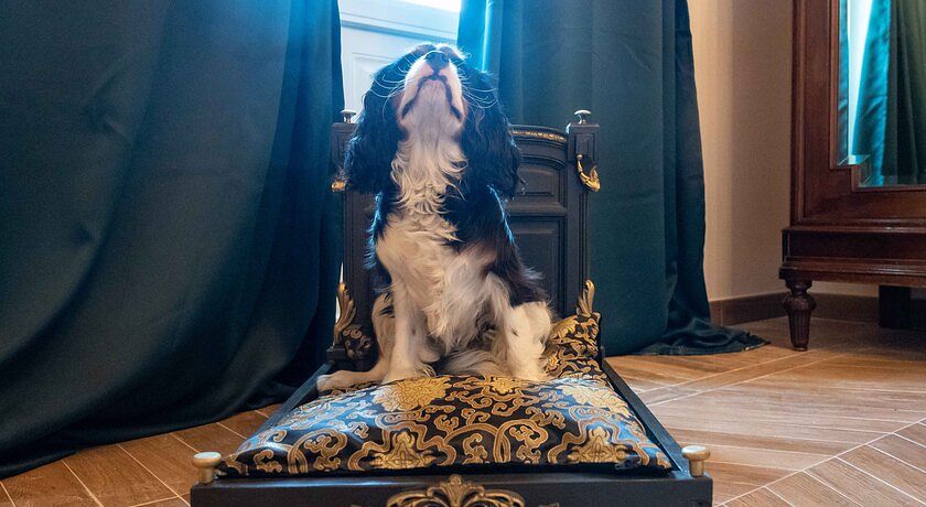 CasaBella 22 bed and breakfast- wellness for human and dogs