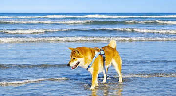 GHouse Rimini Spiaggia