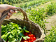 Tenuta San Lodovico (Glamping)