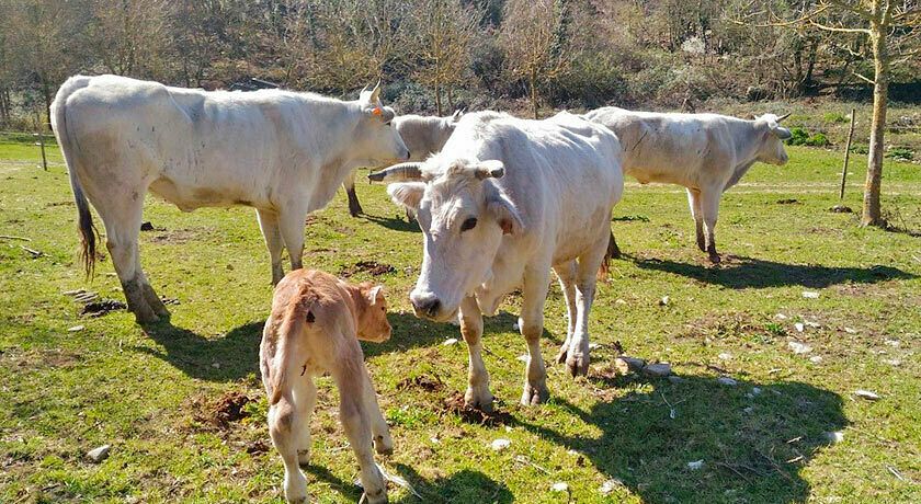 Agriturismo Borgo Spante