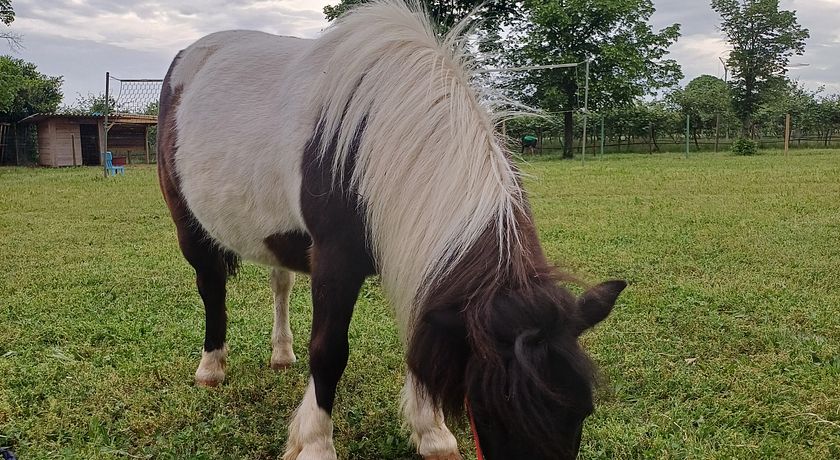 alloggio agrituristico zambon