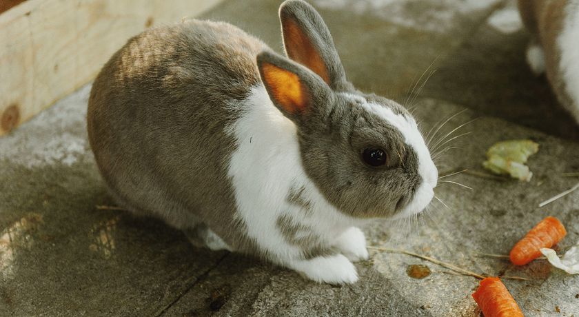 alloggio agrituristico zambon