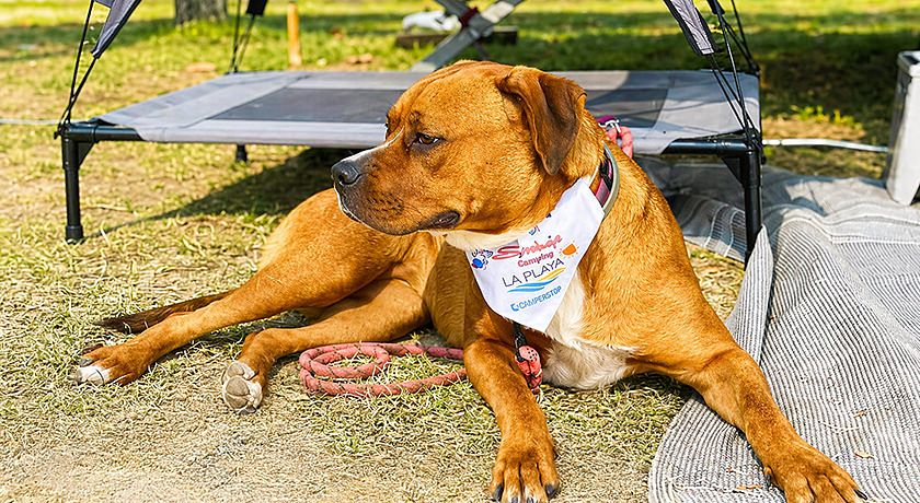 Camping Surabaja-La Playa