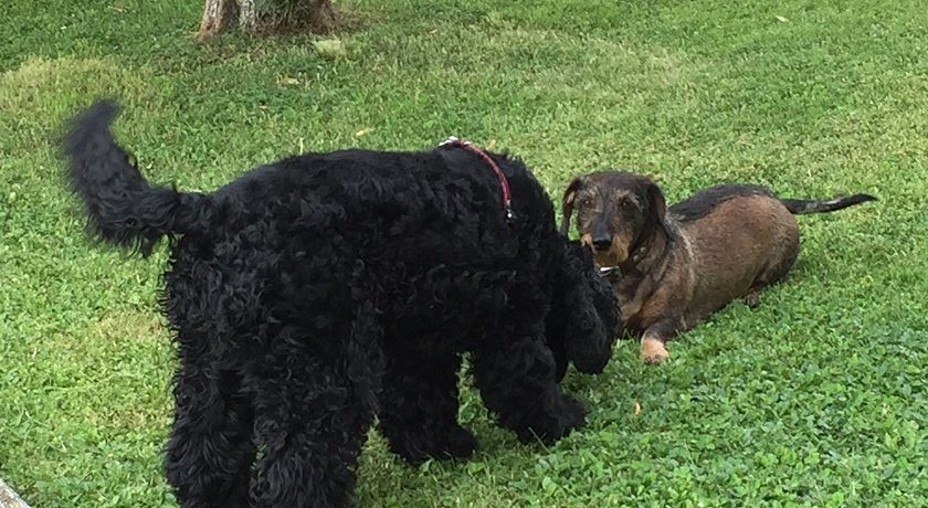 Corte degli Olivi di Avanzi M. e C. S.n.c.