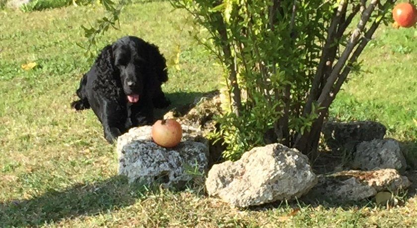 Corte degli Olivi di Avanzi M. e C. S.n.c.