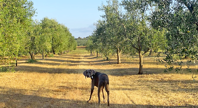 Agriturismo Podere Campalto