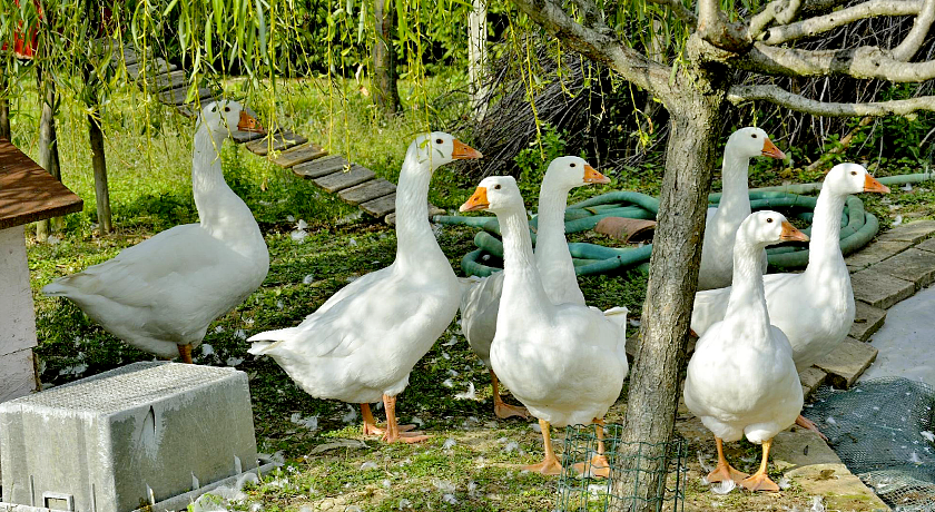 Agriturismo Papaveri e Papere