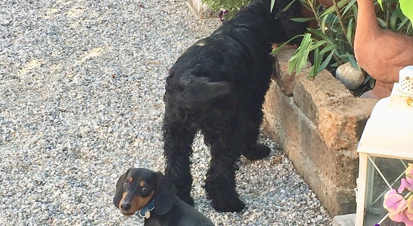 Corte degli Olivi di Avanzi M. e C. S.n.c.