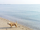 Camping Village Ramazzotti
