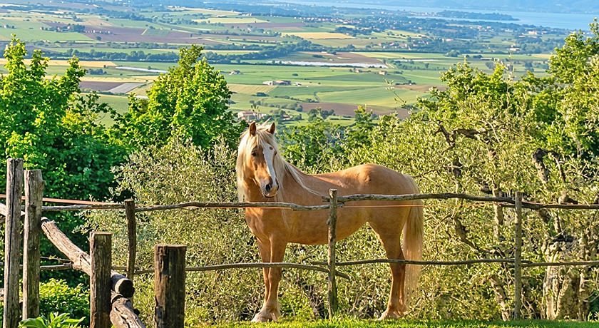 Agriturismo Il Pausillo