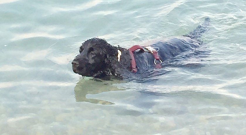 Corte degli Olivi di Avanzi M. e C. S.n.c.