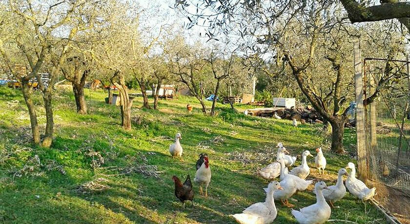 agriturismo fontana delle pere