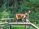Val di Fiemme Easy Camping Village