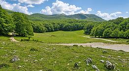L'Abbraccio dei Faggi