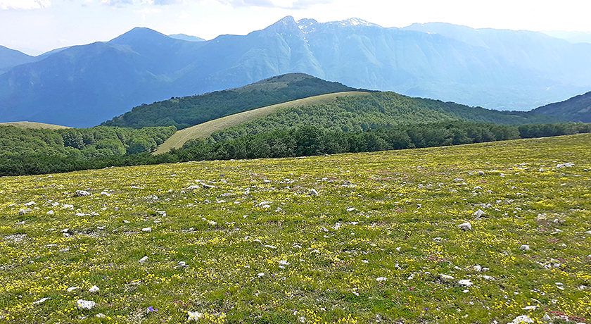 L'Abbraccio dei Faggi