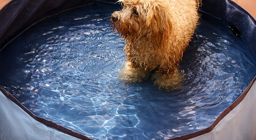 Casa Vacanze Myosotis 