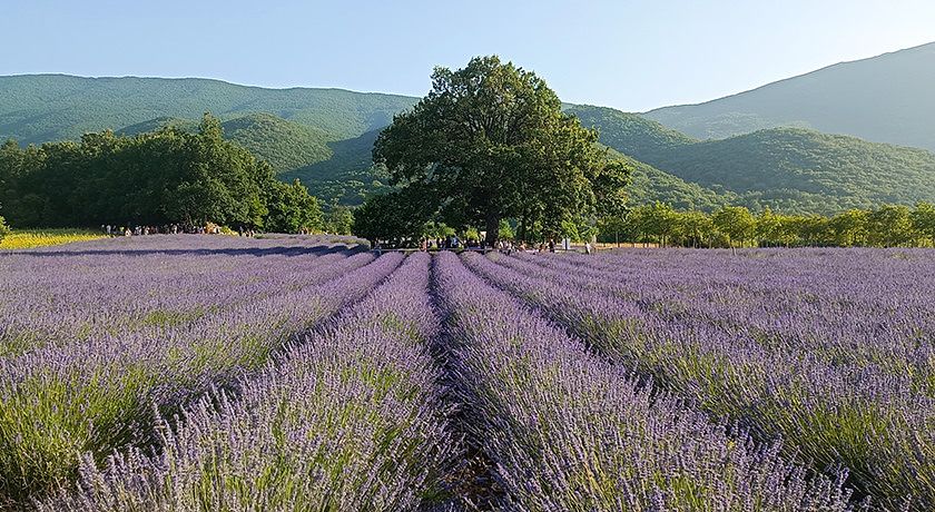 L'Abbraccio dei Faggi